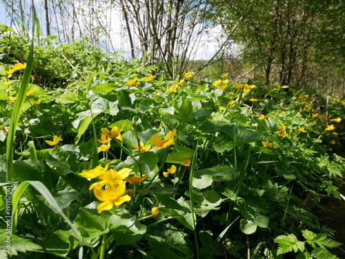 The bushes Caltha Palustris in the spring woods. Marsh marigold yellow flowers on the grass