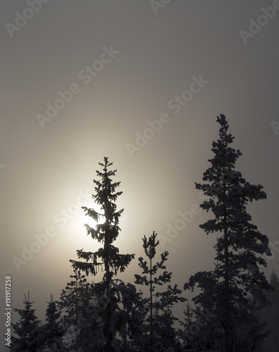 Mystical winter forest during sunrise. Sun or moon rising in the background making the trees as silhouette. Cold winter morning.
