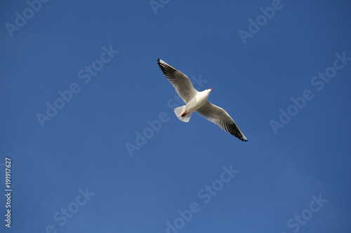flying seagull in Hamburg