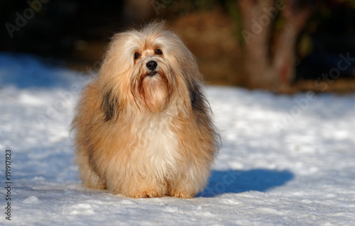 Fototapeta Naklejka Na Ścianę i Meble -  Beautiful show champion havanese female dog stands in a snowy park