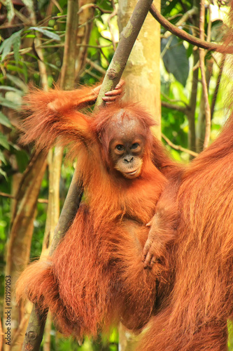 Baby Sumatran orangutan next to its mother n Gunung Leuser National Park, Sumatra, Indonesia © donyanedomam