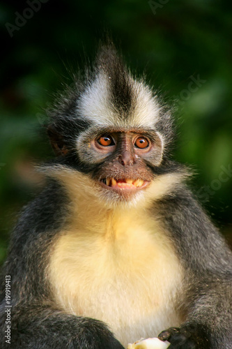 Portrait of Thomas leaf monkey in Gunung Leuser National Park  Bukit Lawang  Sumatra  Indonesia