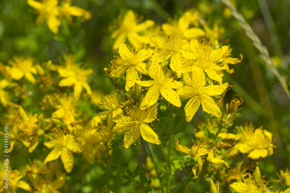 Φωτογραφία Yellow flowers of hypericum