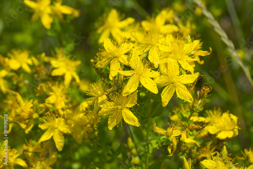 Yellow flowers of hypericum