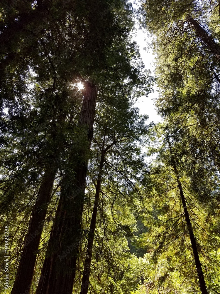 Fototapeta premium Filtered sunlight through redwood trees