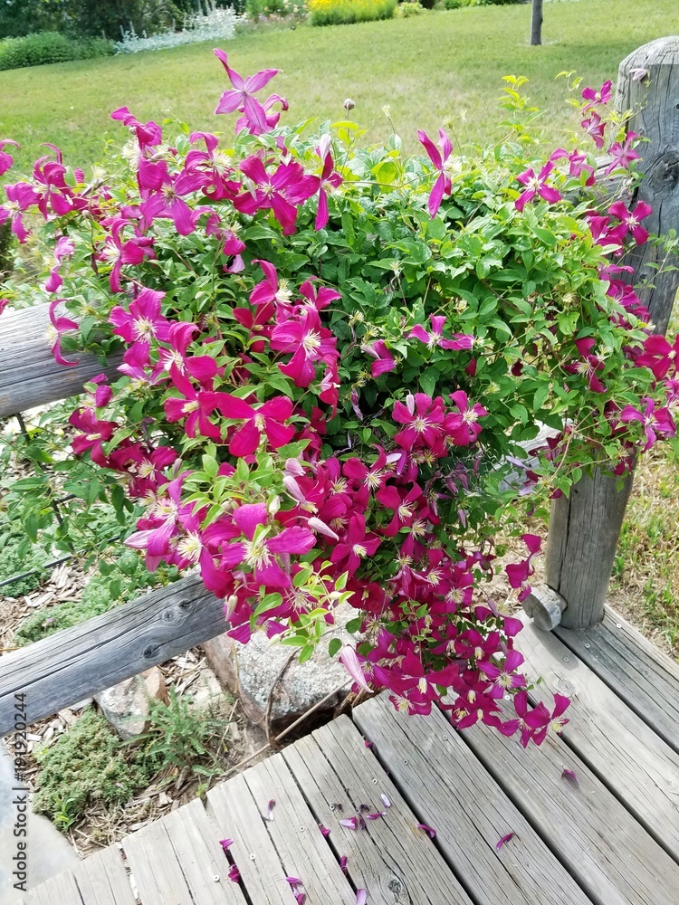 Pink Clematis flower bush Pink Clematis flower bush
