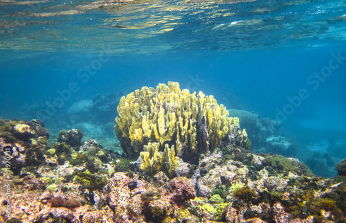 A shallow coral reef on the Corn Islands, Nicaragua in the Caribbean as seen on a sunny day.