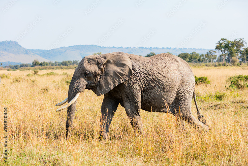 Wild elephant in Africa