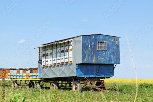 Mobile beehives in canola flower field     © zvonkodjuric