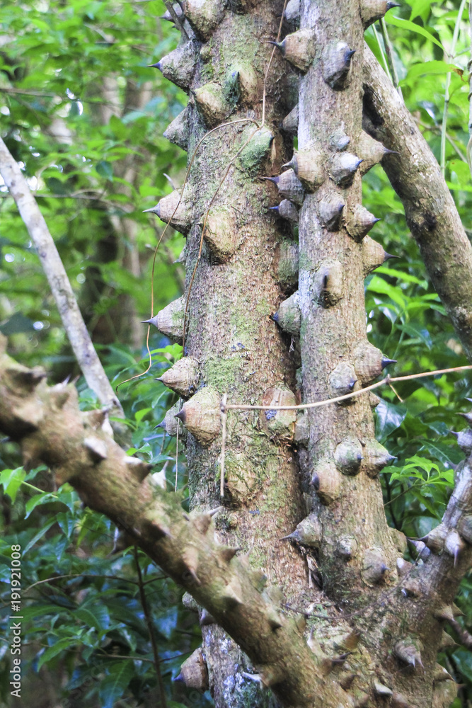 Fototapeta premium Large bumpy thorns line the trunk of the pochote tree (Bombacopsis quinata). Photographed in Monteverde, Costa Rica.