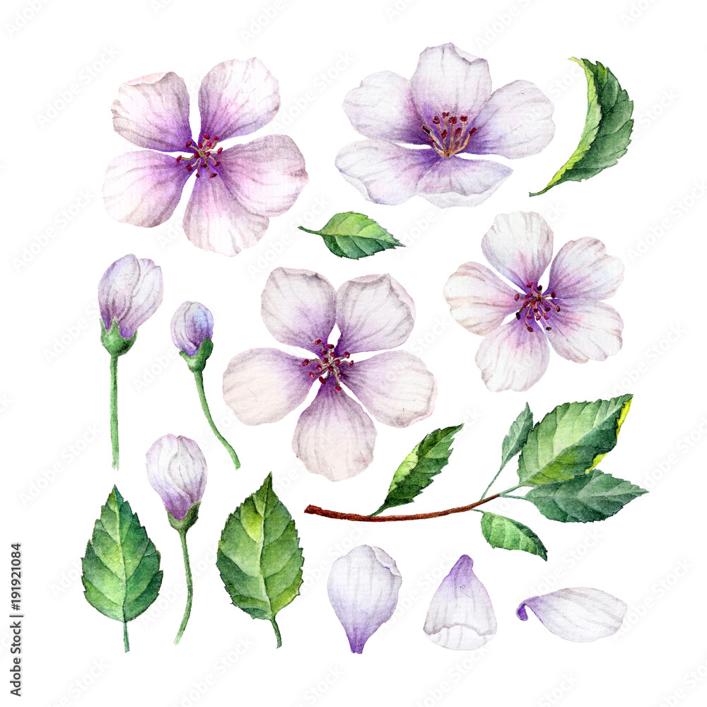 Set, collection of Apple flowers, petals and leaves isolated on white background. Set, collection of Apple flowers, petals and leaves isolated on white background.
