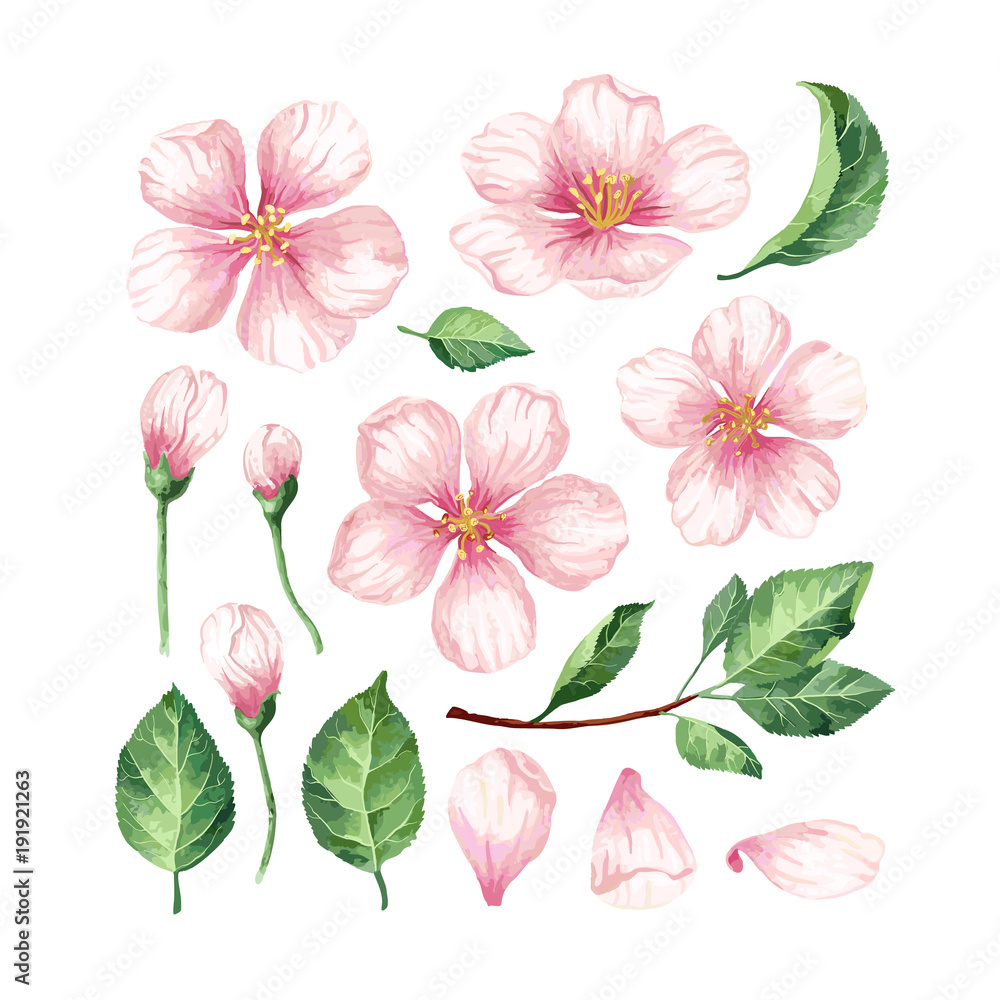 Set, collection of Apple flowers, petals and leaves isolated on white background.