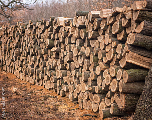 Dry chopped firewood logs i...
