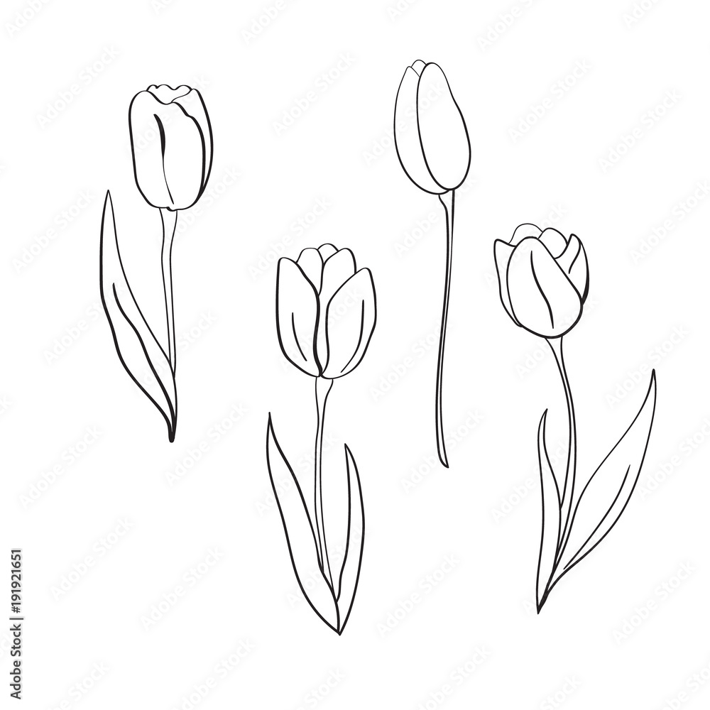 Fototapeta Vector tulips illustration. International women's day. For design, card, print or background