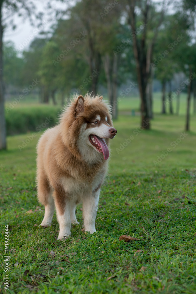 A copper brown Alaskan malamute dog standing on a green grass A copper brown Alaskan malamute dog standing on a green grass