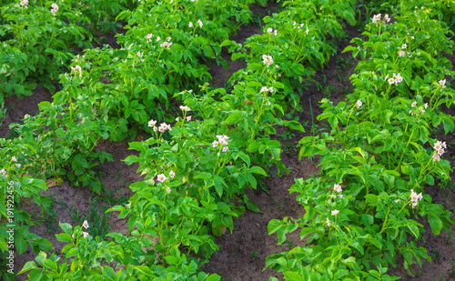 Tableau sur toile Field of potatoes on the land plot