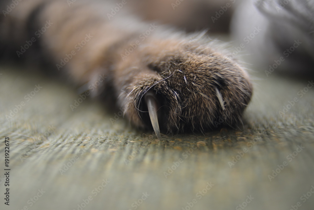Cat's paw Close-up