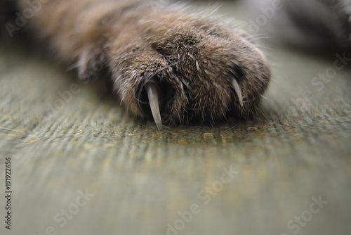 Cat's paw Close-up photo