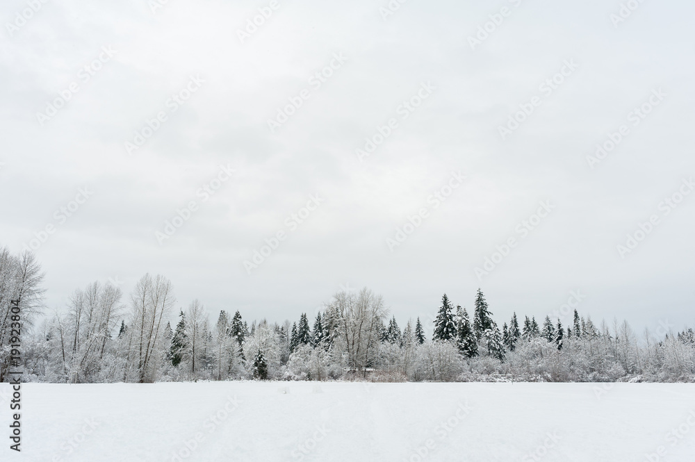 Winter landscape of a field with evergreen and deciduous trees in the background Winter landscape of a field with evergreen and deciduous trees in the background