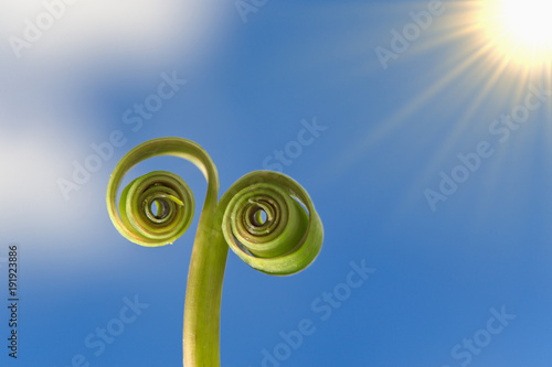 Fototapeta Naklejka Na Ścianę i Meble -  Stängel gerollt verändern, Nahaufnahme 