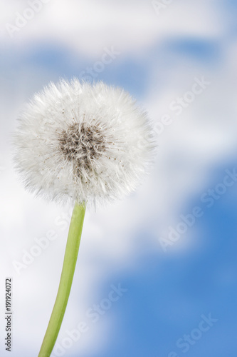Fototapeta Naklejka Na Ścianę i Meble -  Pusteblume (taraxacum) im Frühling