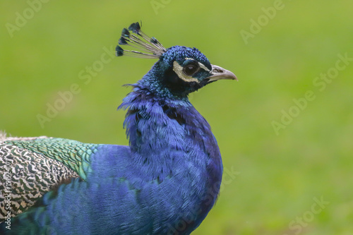 Blauer Pfau (Pavo cristatus)