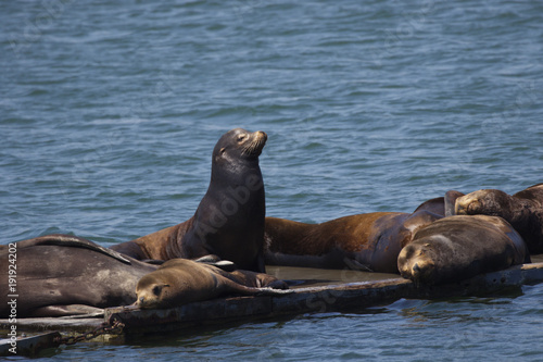 Commanding stance of sea lion among sleeping peers in Crescent City, California