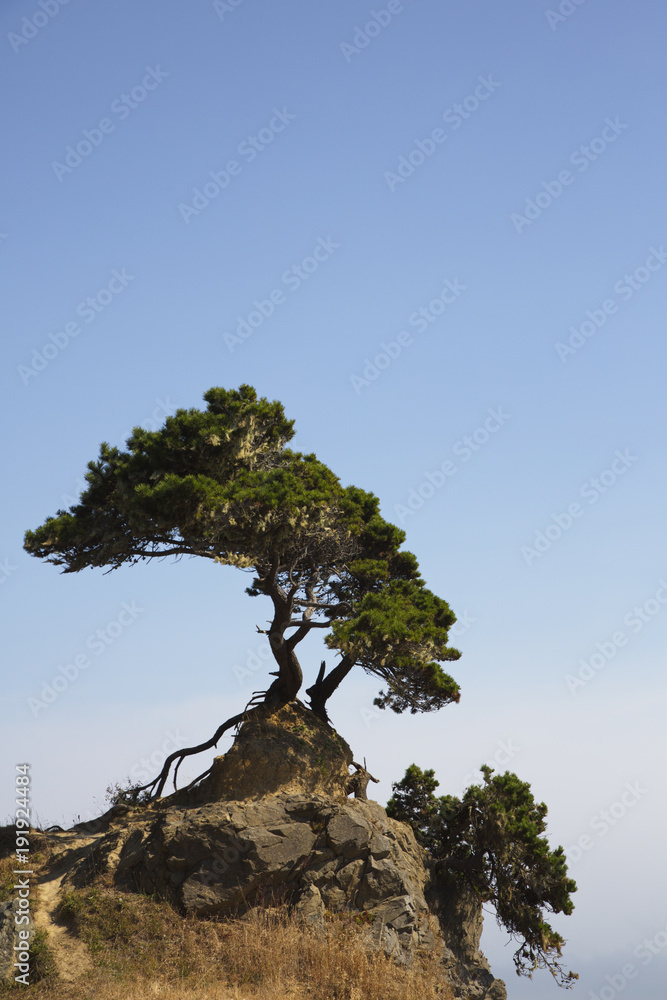 Solitary tree and bush against blue sky in California Solitary tree and bush against blue sky in California