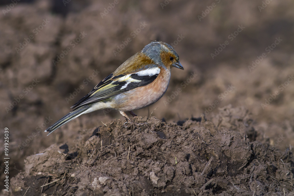 Buchfink (Fringilla coelebs) Buchfink (Fringilla coelebs)