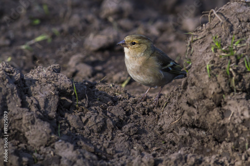 Buchfink (Fringilla coelebs)