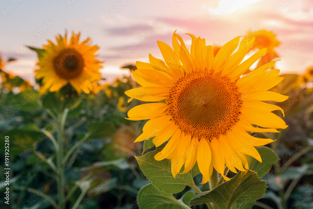 Obraz premium Summer landscape: beauty sunset over sunflowers field.