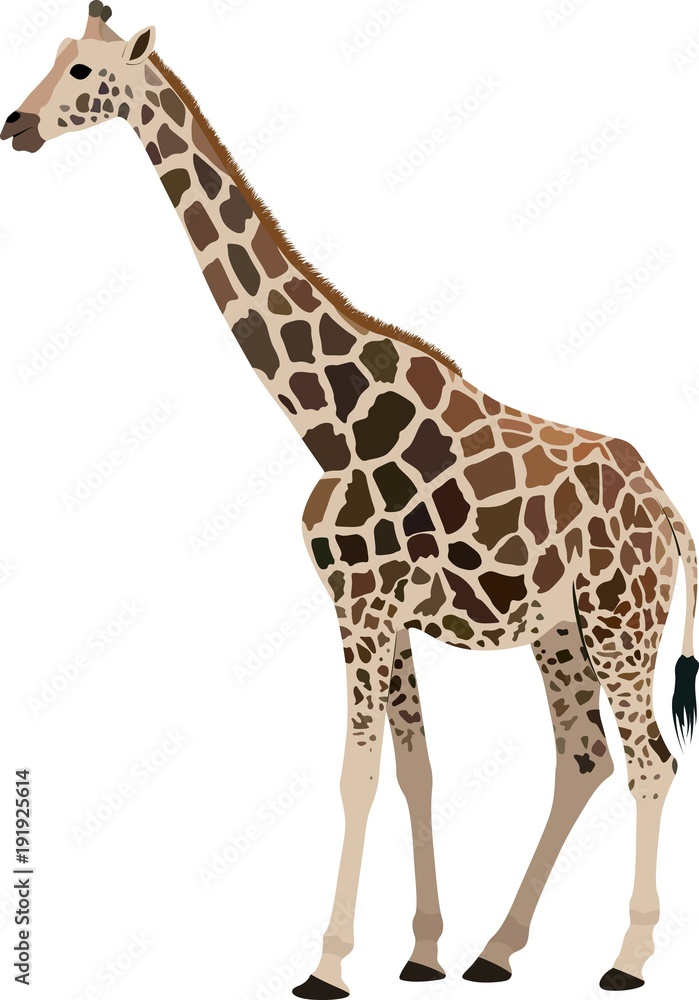 Fototapeta premium isolated giraffe