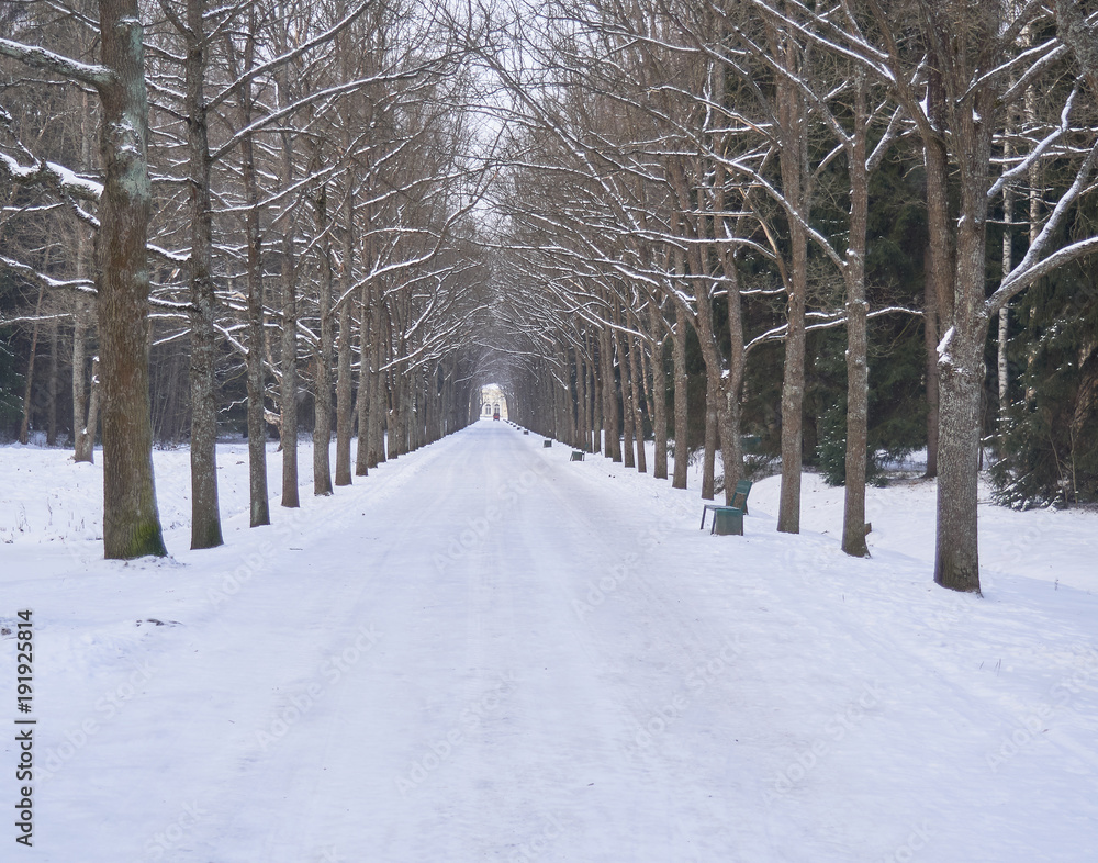 Winter walk in the park Winter walk in the park