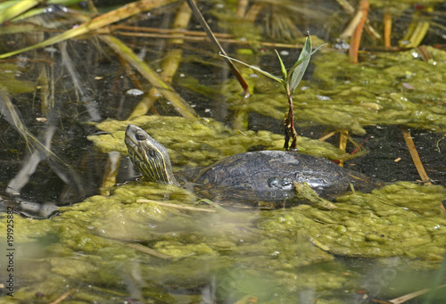 Eurasische Bachschildkröte (Mauremys rivulata) - Balkan pond Terrapin photo