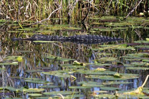 An American Alligator  Alligator mississippiensis   sleeping  on the surface of the water in a waterway in the Florida Everglades.