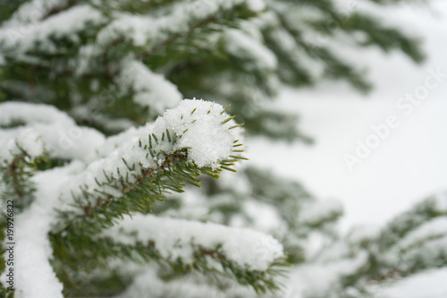 Spruce branch on which snow lies. Tree in winter the forest.