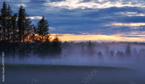 Evening landscape with pine trees and fog on a meadow