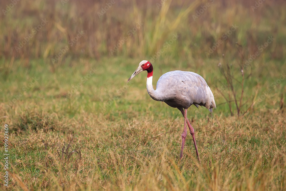 Obraz premium Sarus crane (Grus antigone) in Keoladeo Ghana National Park, Bharatpur, Rajasthan, India