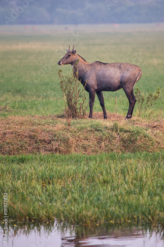 Male Nilgai (Boselaphus tragocamelus) standing in Keoladeo Ghana National Park, Bharatpur, India