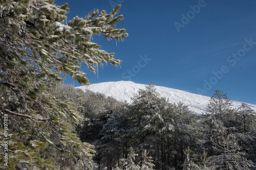Icy Pinewood And Etna Mount, Sicily