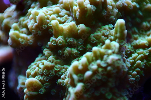 Underwater macro polyps on coral 