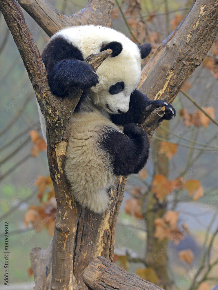 Obraz premium Giant Panda near Chengdu, Sichuan Province, China