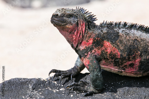 Close view of marine iguana on Espanola Island, Galapagos National park, Ecuador © donyanedomam