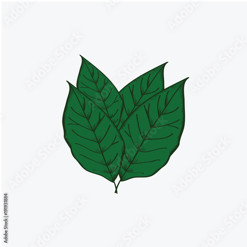Leave tobacco Vector Template Design