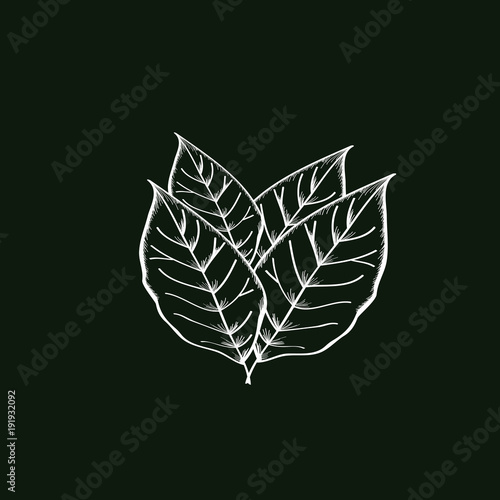 Leave tobacco Vector Template Design