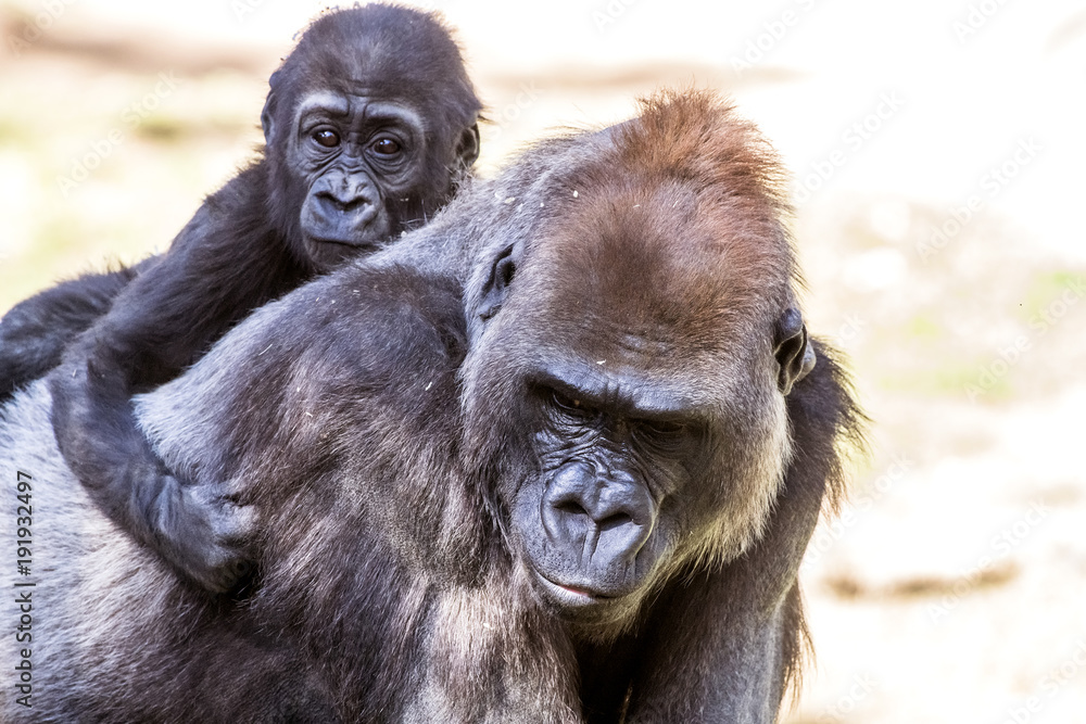 Authoritative Mother Gorilla and offspring