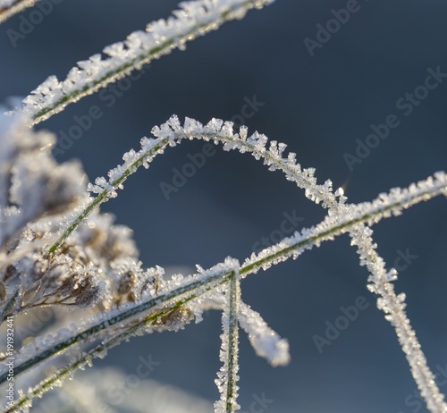 Close up of plants with frost