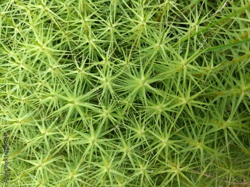 Spiky, green plant