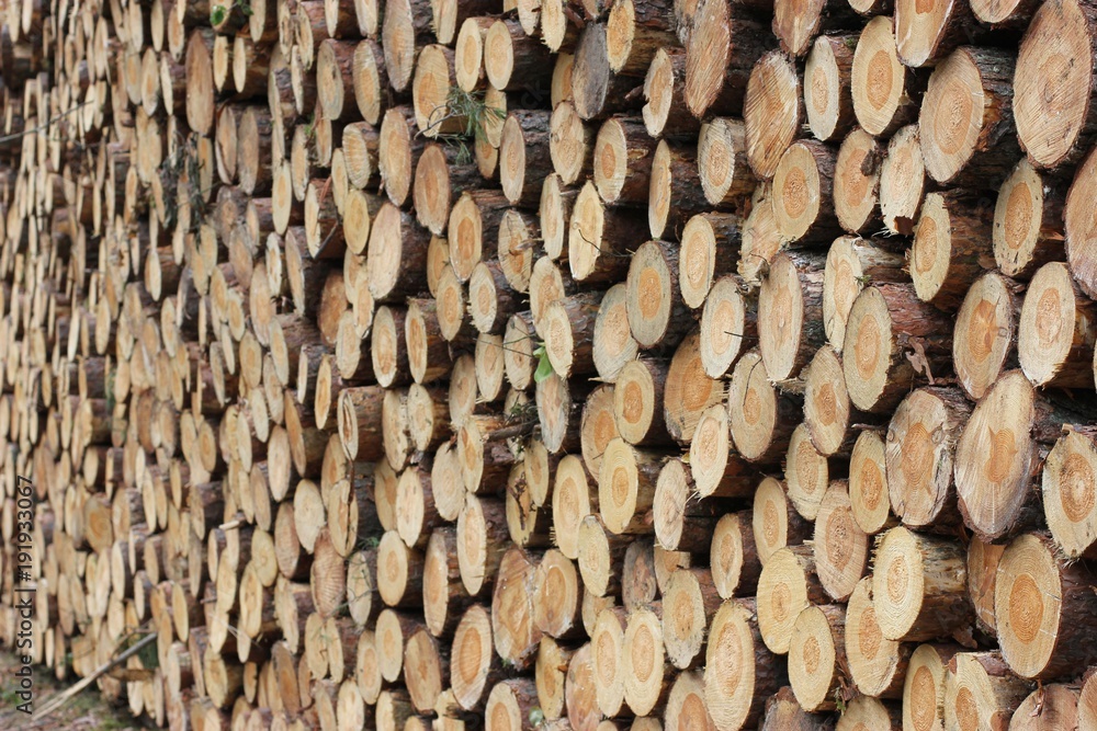 Stack of wooden logs after timber cutting Stack of wooden logs after timber cutting