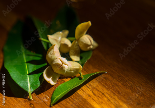 White frragrant Flowers (White chese wood flowers: Melodorum fruticosum Lour) with green leaves lying on a teak table with sunlight photo